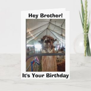 CARTÃO * IRMÃO* LLAMA HUMOR NO ANIVERSÁRIO