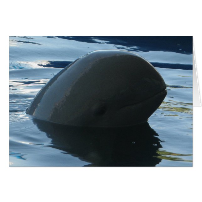 Cartão Irrawaddy Dolphin Peek-A-Boo (Frente Horizontal)