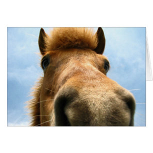 Cartão Islândia Pony Head