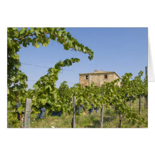 Cartão Itália, Toscana, Montepulciano. Uvas prontas
