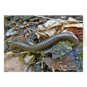 Cartão Itens da Série Millipede