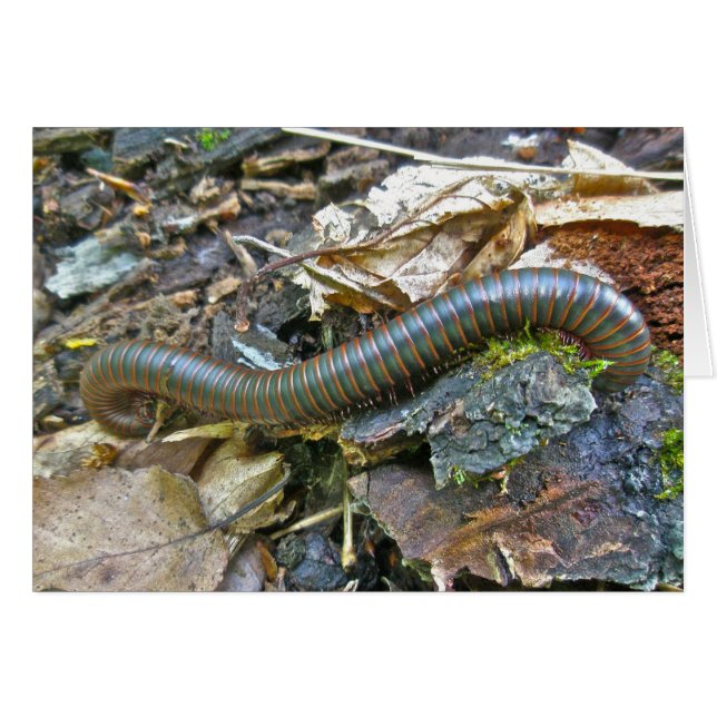 Cartão Itens da Série Millipede (Frente horizontal)