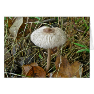 Cartão Itens de Coordenação do Cogumelo de Parasol Bran