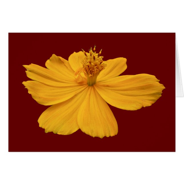 Cartão Itens de Coordenação do Cosmos Laranja (Frente Horizontal)