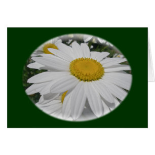 Cartão Itens Florais De Oxeye Daisy Wildflower