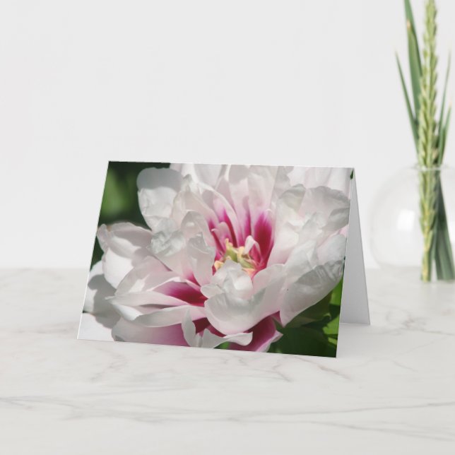 Cartão Itoh Peony "Cora Louise" (Frente)