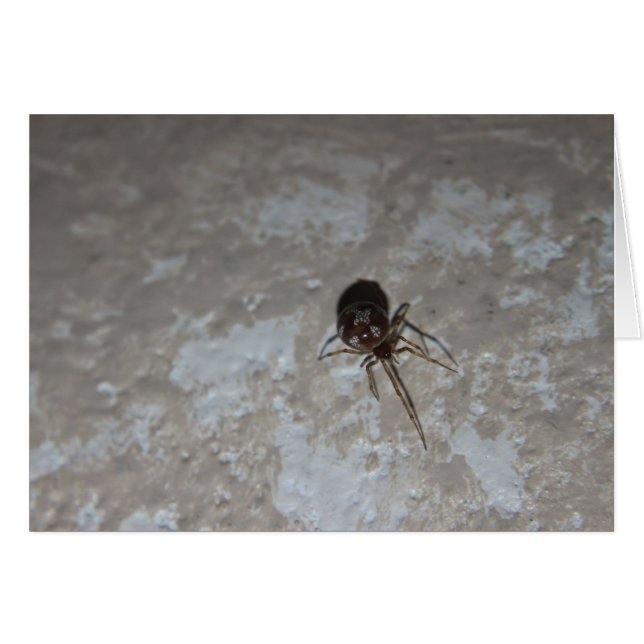 Cartão Itsy Bitsy Spider #3 (Frente Horizontal)