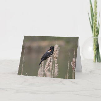 Cartão IV. Just a blackbird is also one
