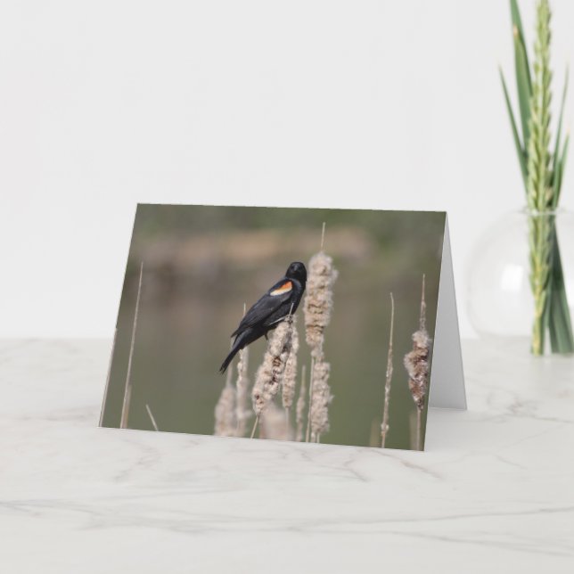 Cartão IV. Just a blackbird is also one (Frente)