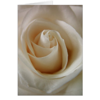 Cartão Ivory White Rose Flower