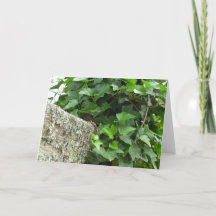 Ivy e Lichens - Martha's Vineyard