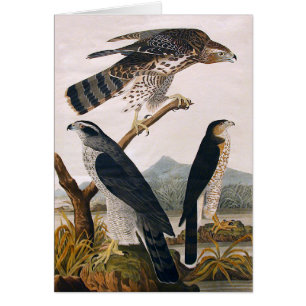 Cartão J. J. Audubon (Goshawk, Stanley Hawk) (1829)