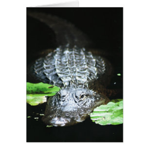 Cartão Jacaré