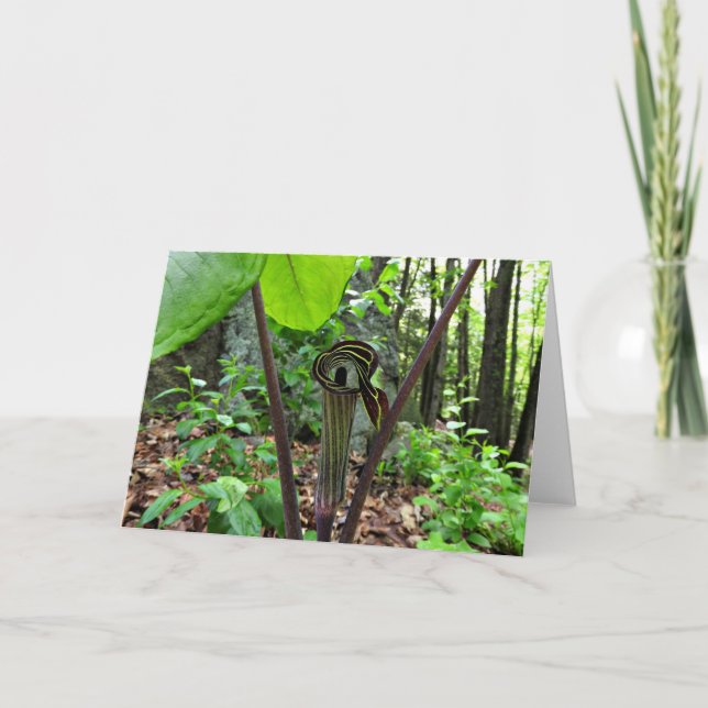 Cartão Jack-in-the-pulpit Greeting Card, Blank Inside (Frente)