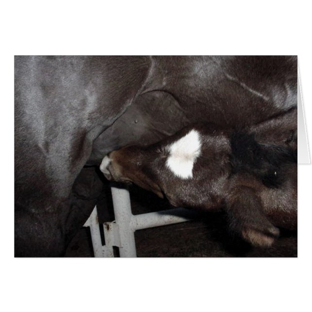 Cartão Jack Nusing (Frente horizontal)