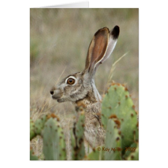 Cartão Jack Rabbit - Cactus - 2 - 2009 (Frente)