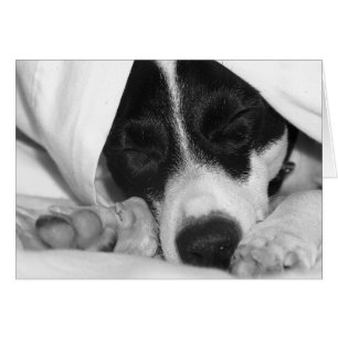 Cartão Jack Russel / Rat terrier se mistura em cobrir