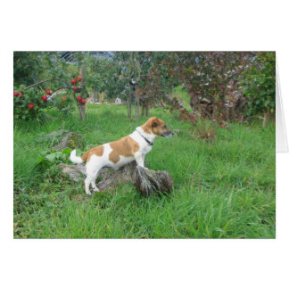 Cartão Jack Russell Terrier on Rock