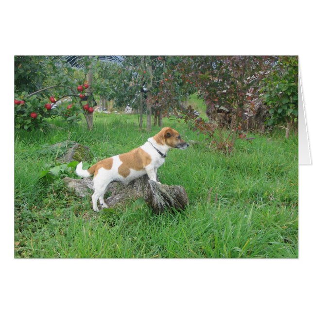 Cartão Jack Russell Terrier on Rock (Frente Horizontal)
