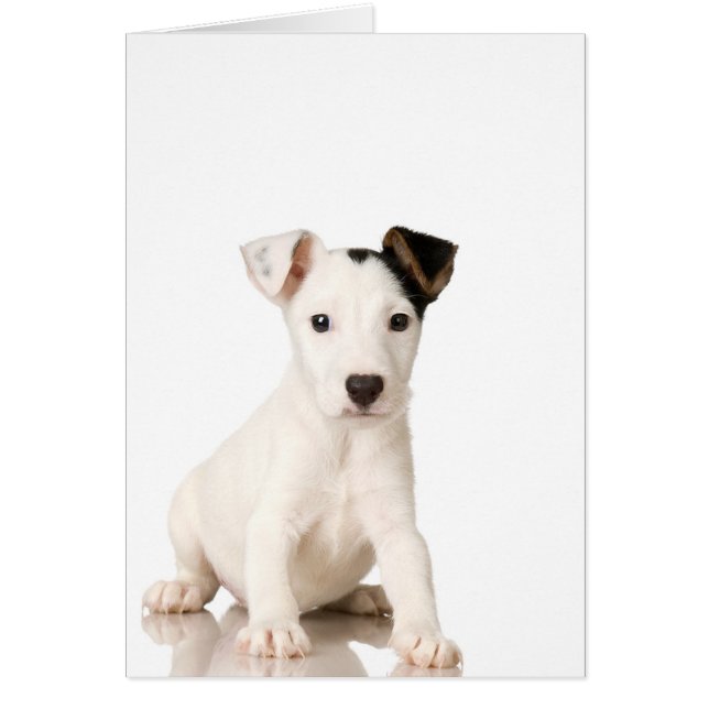 Cartão Jack Russell Terrier Puppy (Frente)