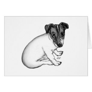 Cartão Jack Russell Welpe 10 Wochen alt