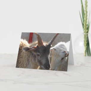 Cartão Jacob Crossgeneep Sheep