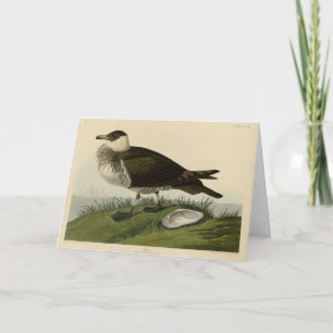 Cartão Jager (Pomarine Jaeger) Adubon's Birds of America