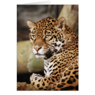 Cartão Jaguar