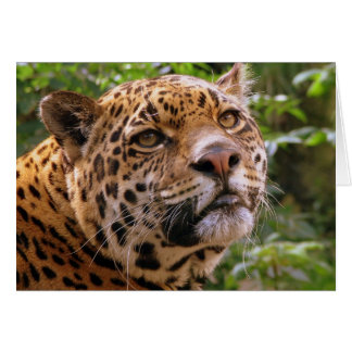 Cartão Jaguar