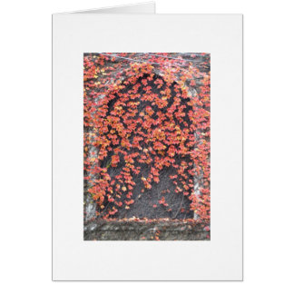 Cartão Janela velha com hera vermelha