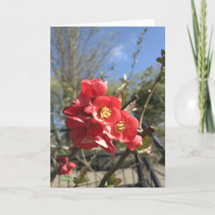 Cartão Japonês: Quince in the Park Card