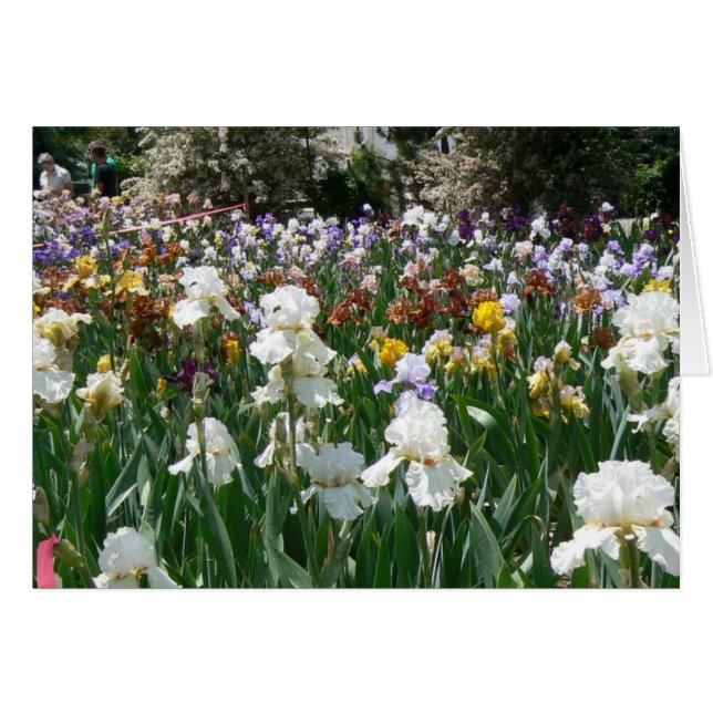 Cartão Jardim 4 da íris (Frente Horizontal)