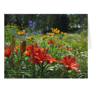 Cartão Jardim colorido do fim do verão