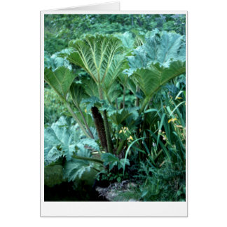 Cartão Jardim da Ilha Noroeste