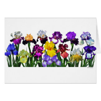Cartão Jardim da íris
