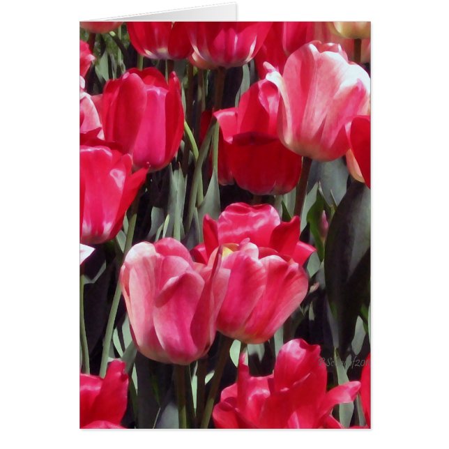 Cartão Jardim da tulipa (Frente)