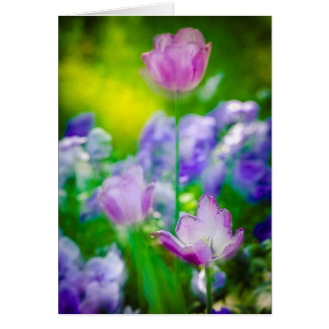 Cartão Jardim das Tulipas, Giverny, França (Frente)