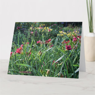 Cartão Jardim Daylily de Verão