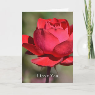 Cartão Jardim de Amor de Rosa Vermelha (minha fotografia)