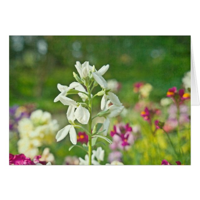 Cartão Jardim de Fragrância (Frente horizontal)