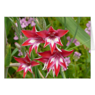 Cartão Jardim de Verão de Gladiolas Vermelhas e Brancas