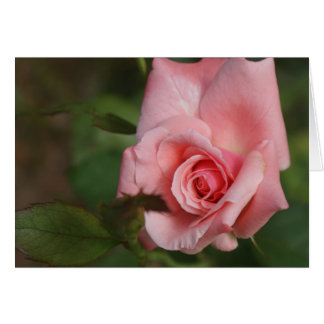 Cartão Jardim do Kay