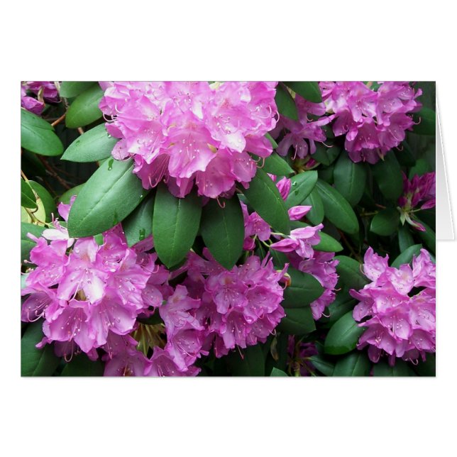Cartão Jardim do rododendro (Frente Horizontal)