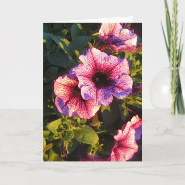 Cartão Jardim Flor Rosa Petunia (Frente)