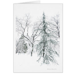 Cartão Jardim público de Boston