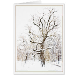 Cartão Jardim público de Boston