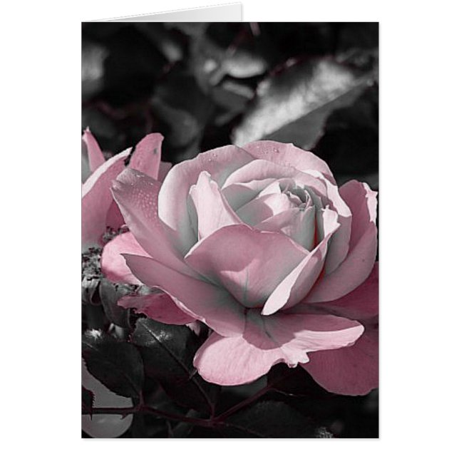 Cartão Jardim Rosa Rosa Rosa Rosa Rosa Rosa (Frente)