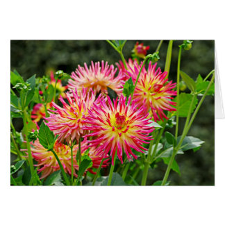 Cartão Jardin des Plantes-1