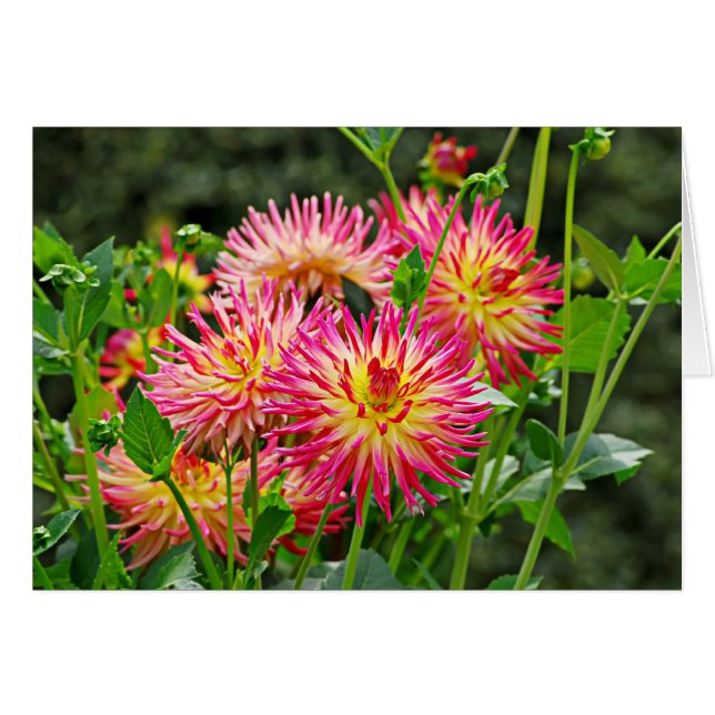 Cartão Jardin des Plantes-1 (Frente Horizontal)