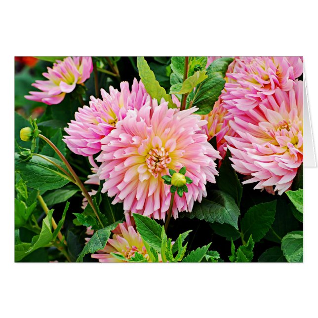 Cartão Jardin des Plantes-3 (Frente Horizontal)